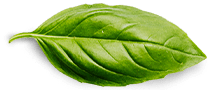 basil-leaf basil-leaf